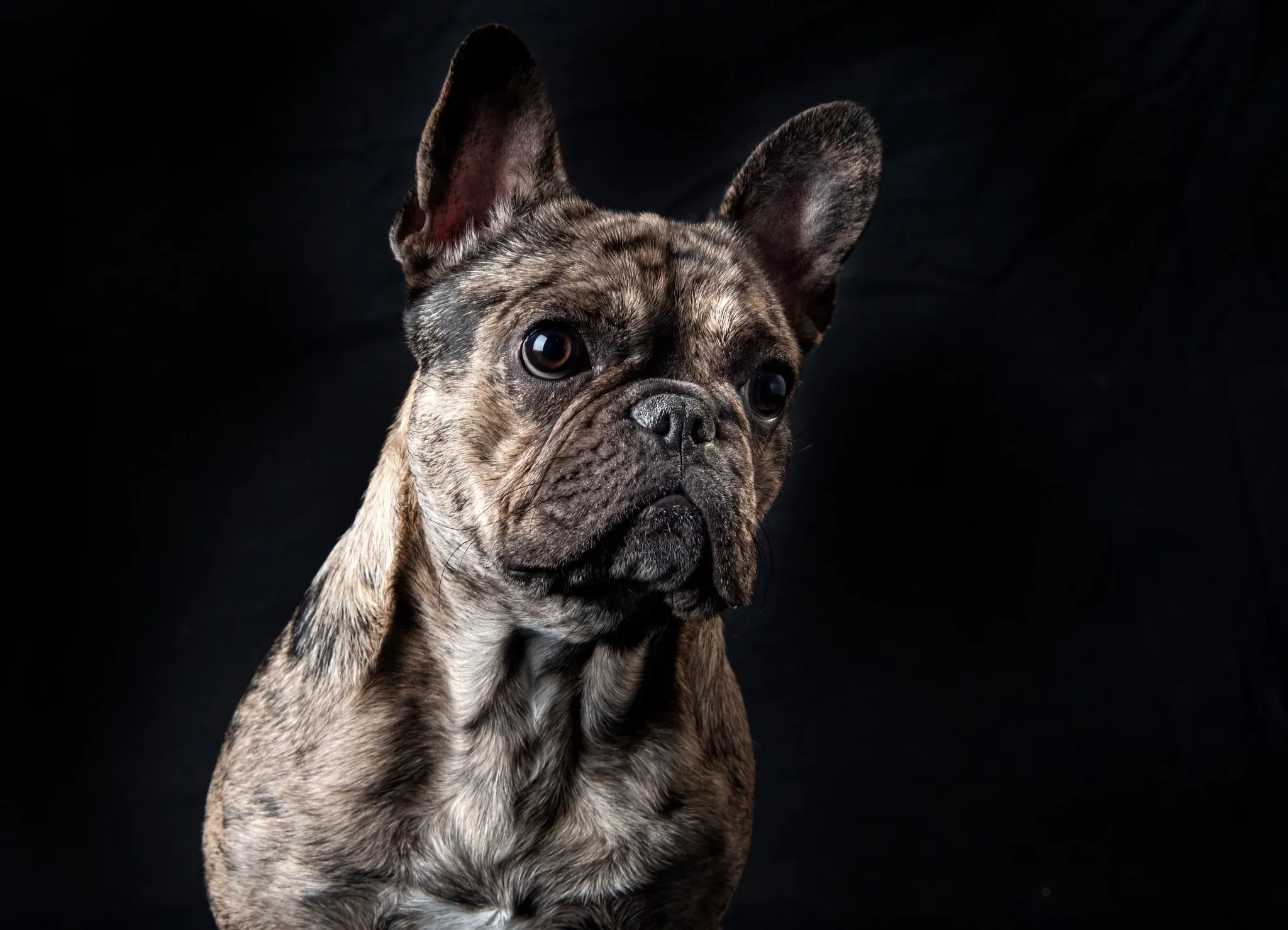 criserfamily mascotas murcia-3659-2.webp criserfamily mascotas murcia-3659-2.webp